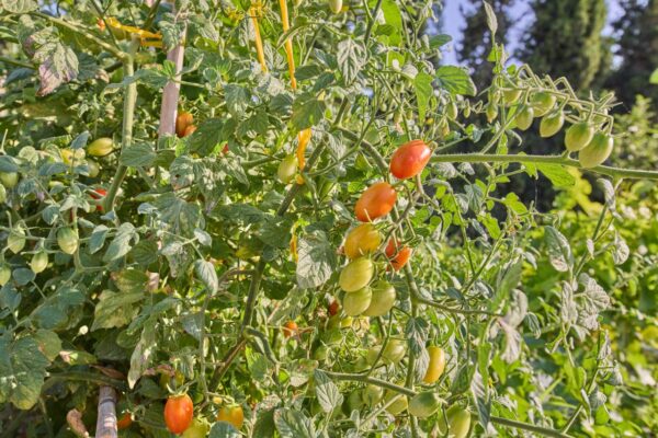 Geolivia Twin Luxurious Villas Rental Crete - Exterior - Bio Garden