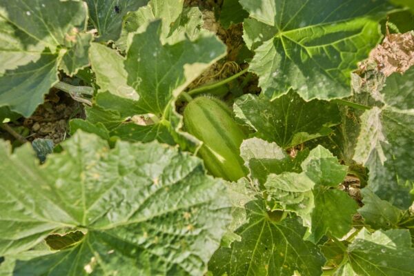 Geolivia Twin Luxurious Villas Rental Crete - Exterior - Bio Garden