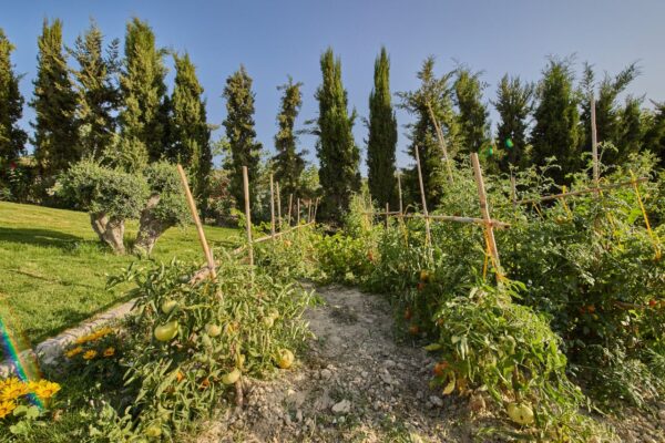 Geolivia Twin Luxurious Villas Rental Crete - Exterior - Bio Garden